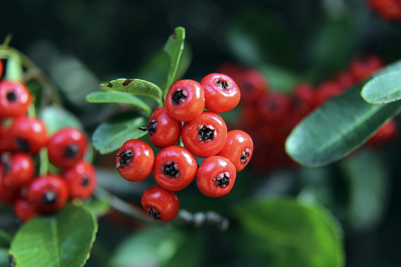 能力的球员 能力的球员