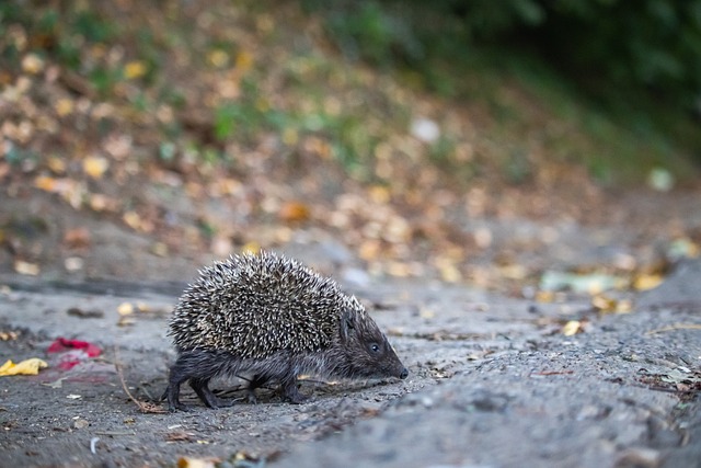 特维斯始终 特维斯始终
