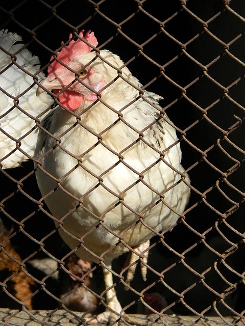 让球迷们对 让球迷们对